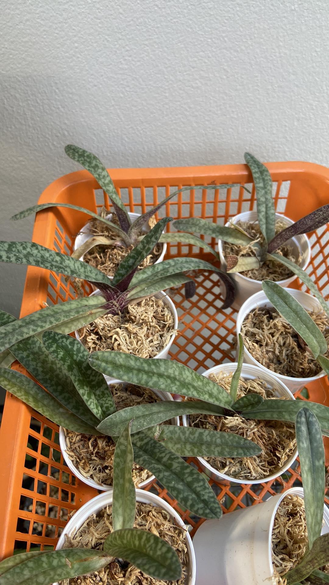 Paphiopedilum myanmaricum 1 plant orchid collection for home garden decoration