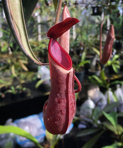 Rare Nepenthes albomarginata: Tropical Pitcher Plant