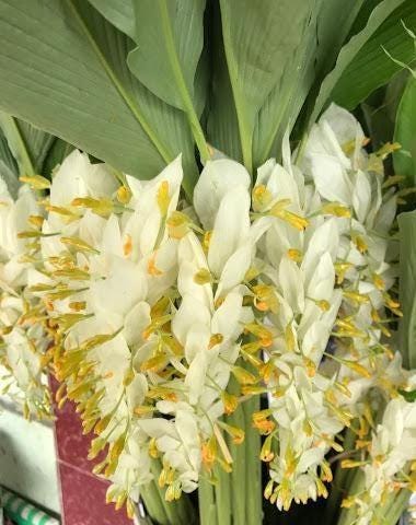 White Globba Winitii 3 Rhizome|Tuber Ground Plant,Zingiberaceae,Tropical Flora