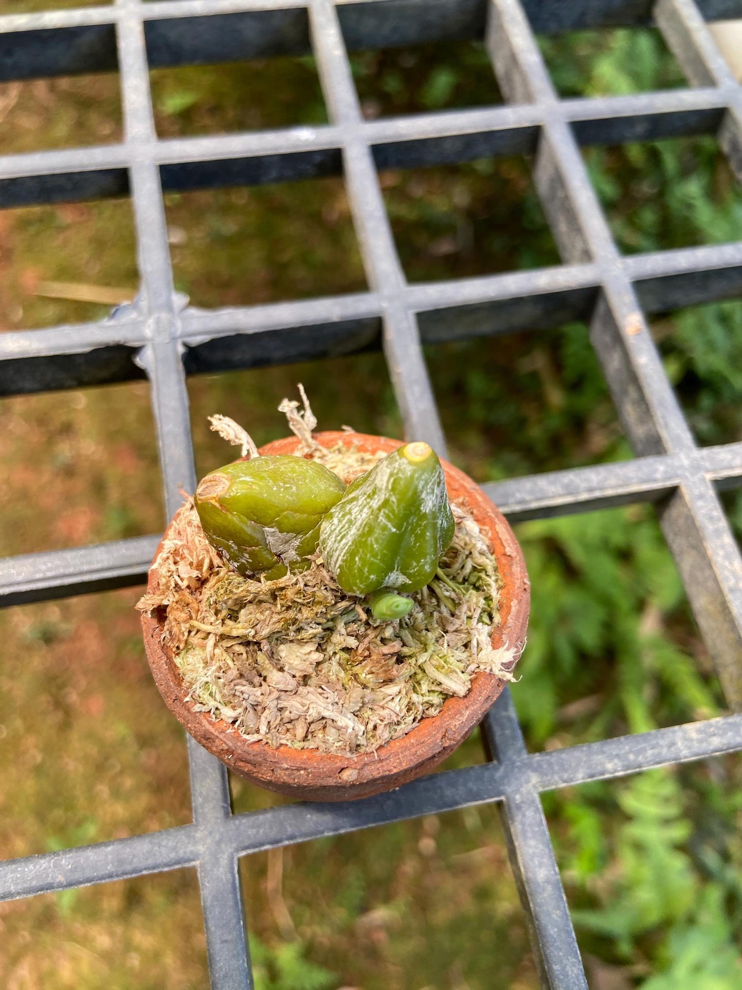Bulbophyllum Comosum Orchid: Rare Exotic Orchid Plant