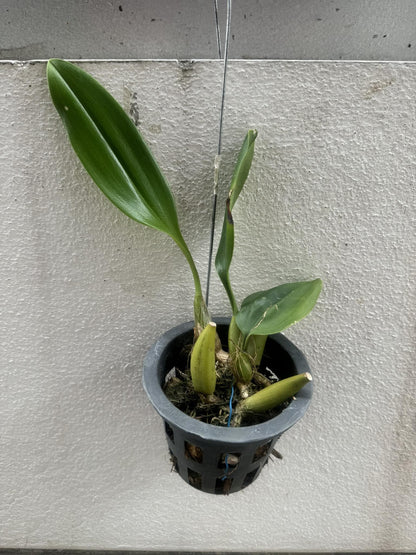 Bulbophyllum sumatranum Orchid Plant