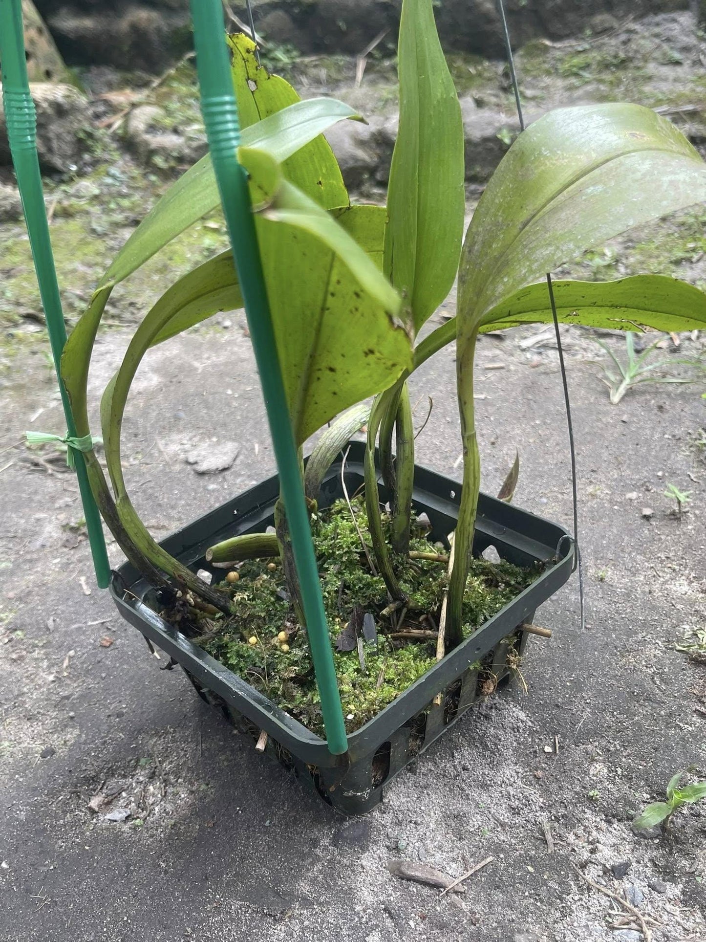 Bulbophyllum ericssonii 'Maximum Exposure'(Bulb. virescens) 1 Plant Orchid