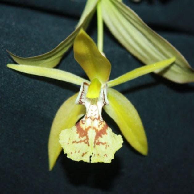 Coelogyne schilleriana Orchid Plant - Mini Orchid Collection