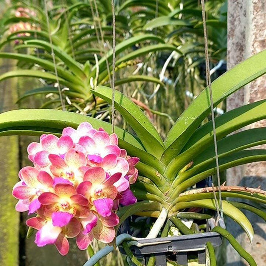 Fragrant Rhynchostylis gigantea Orchid - Wutthiphan Foxtail Variety