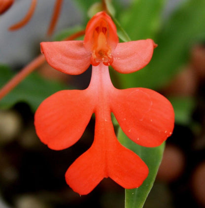 Habenaria roebelenii Orchid: Laos Native, Home Garden Collection