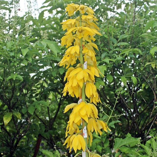 Orchid Eulophia flava (yellow flower) 1 bulb Terrestrial orchid eulophiaflava eulophiaorchid
