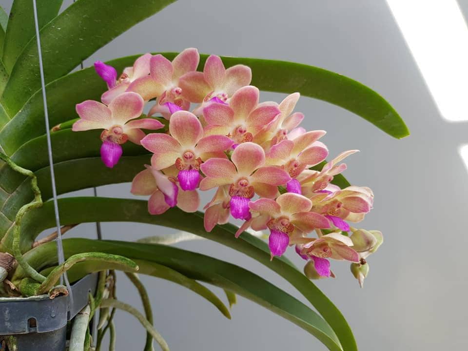 Fragrant Rhynchostylis gigantea Orchid - Wutthiphan Foxtail Variety