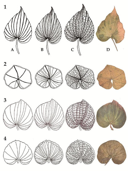 Orchid Nervilia punctata (purple) 2 tuber for gardens, and rareorchid collection