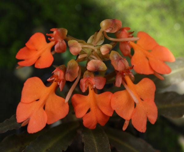Habenaria roebelenii Orchid: Laos Native, Home Garden Collection