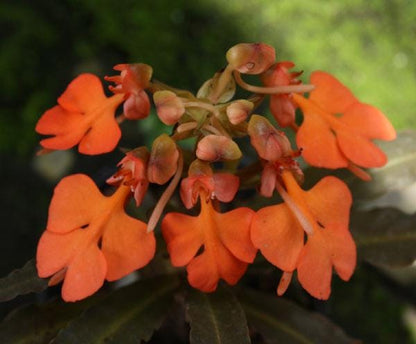 Habenaria roebelenii Orchid: Laos Native, Home Garden Collection