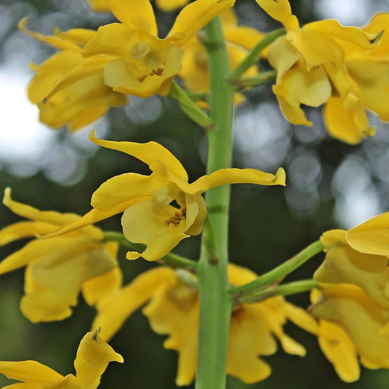 Orchid Eulophia flava (yellow flower) 1 bulb Terrestrial orchid eulophiaflava eulophiaorchid