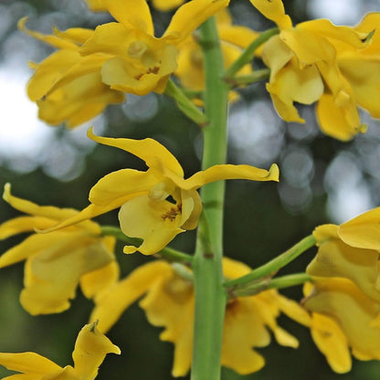 Orchid Eulophia flava (yellow flower) 1 bulb Terrestrial orchid eulophiaflava eulophiaorchid