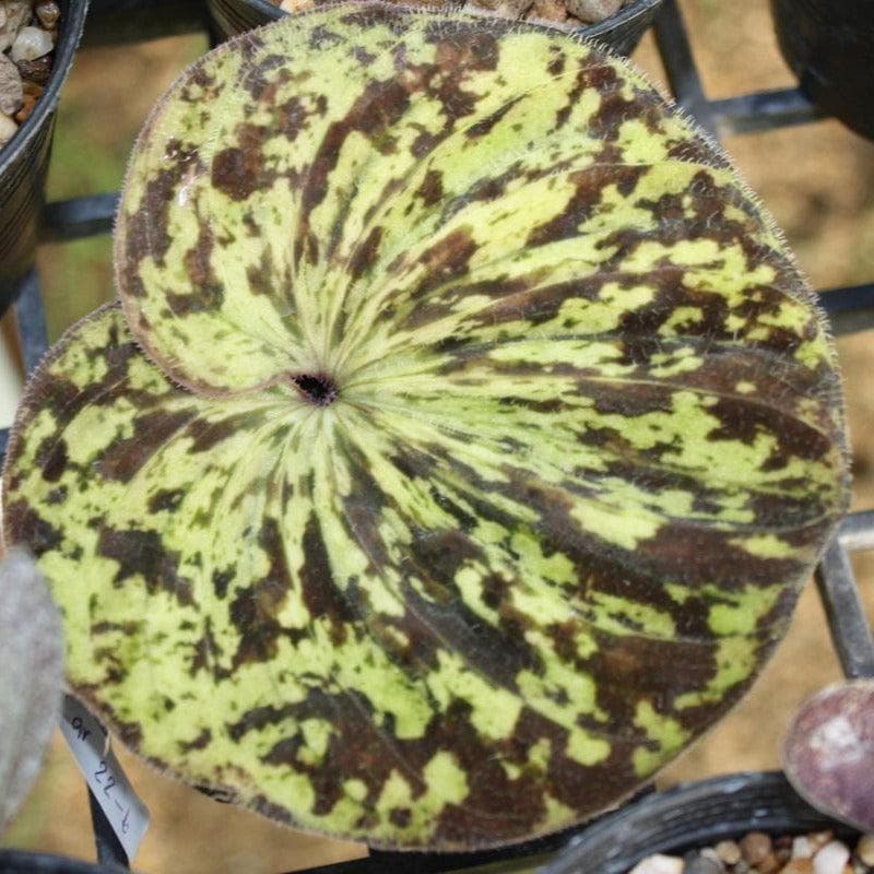 Orchid Nervilia plicata (spot) 2 bulb orchid plant home garden collection