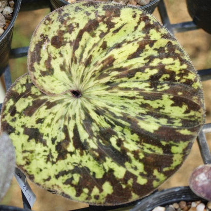 Orchid Nervilia plicata (spot) 2 bulb orchid plant home garden collection