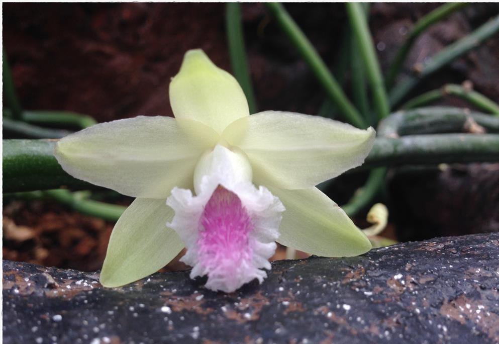 Vanilla Orchid Plant Collection: Vanilla aphylla - Home & Garden Decor