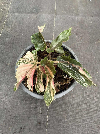 Rare Begonia Ginny Galaxy - Pink Variegation House Plant
