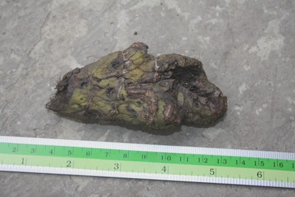 Orchid Eulophia flava (yellow flower) 1 bulb Terrestrial orchid eulophiaflava eulophiaorchid