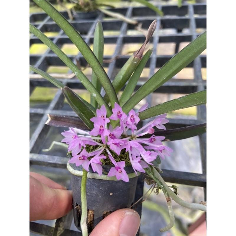 Pink Ascocentrum pusillum Orchid Plant - Vanda nana Mini Orchid