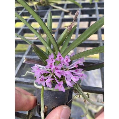Pink Ascocentrum pusillum Orchid Plant - Vanda nana Mini Orchid