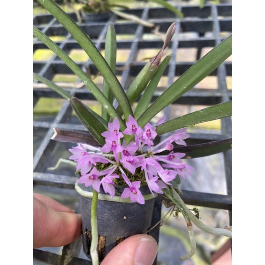 Pink Ascocentrum pusillum Orchid Plant - Vanda nana Mini Orchid