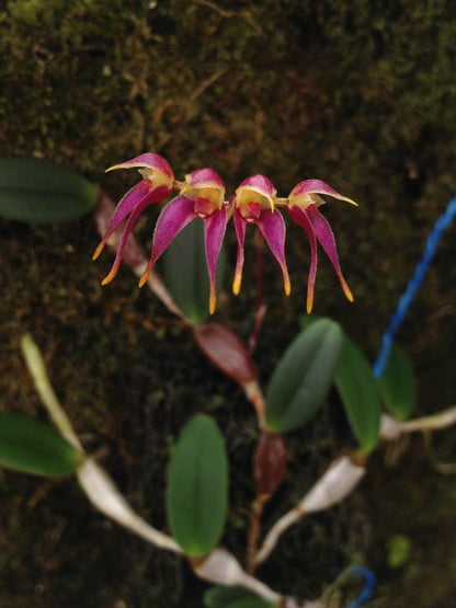 Bulbophyllum planibulbe 1 Plant bloom size , orchid for home & Garden collection