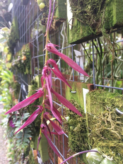 Bulbophyllum kanburiense (Pink)  1 Plant bloom size , orchid for home & Garden collection