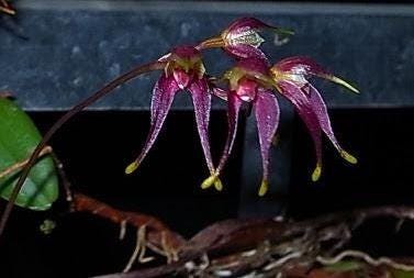 Bulbophyllum planibulbe 1 Plant bloom size , orchid for home & Garden collection