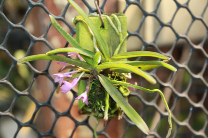 Pink Ascocentrum pusillum Orchid Plant - Vanda nana Mini Orchid