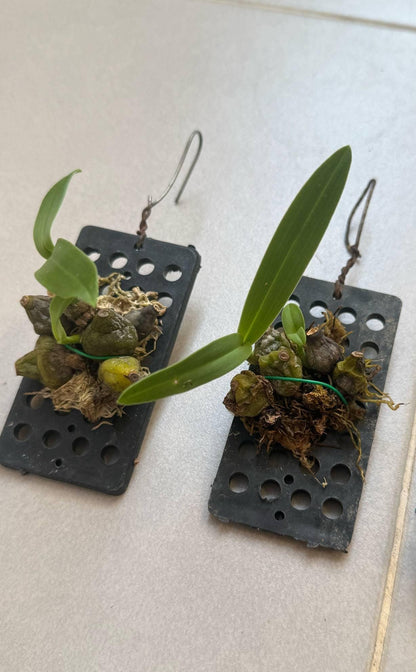 Bulbophyllum kanburiense (Pink)  1 Plant bloom size , orchid for home & Garden collection