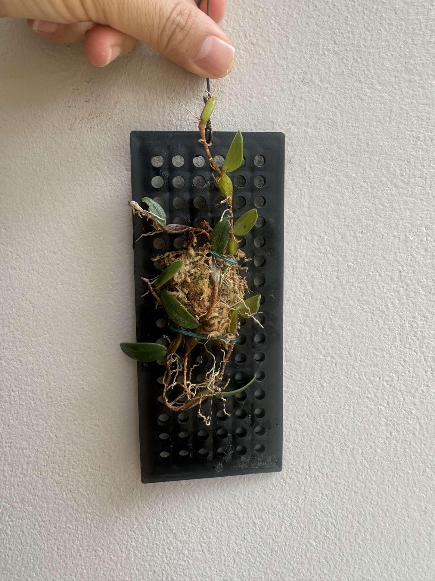 Bulbophyllum planibulbe 1 Plant bloom size , orchid for home & Garden collection