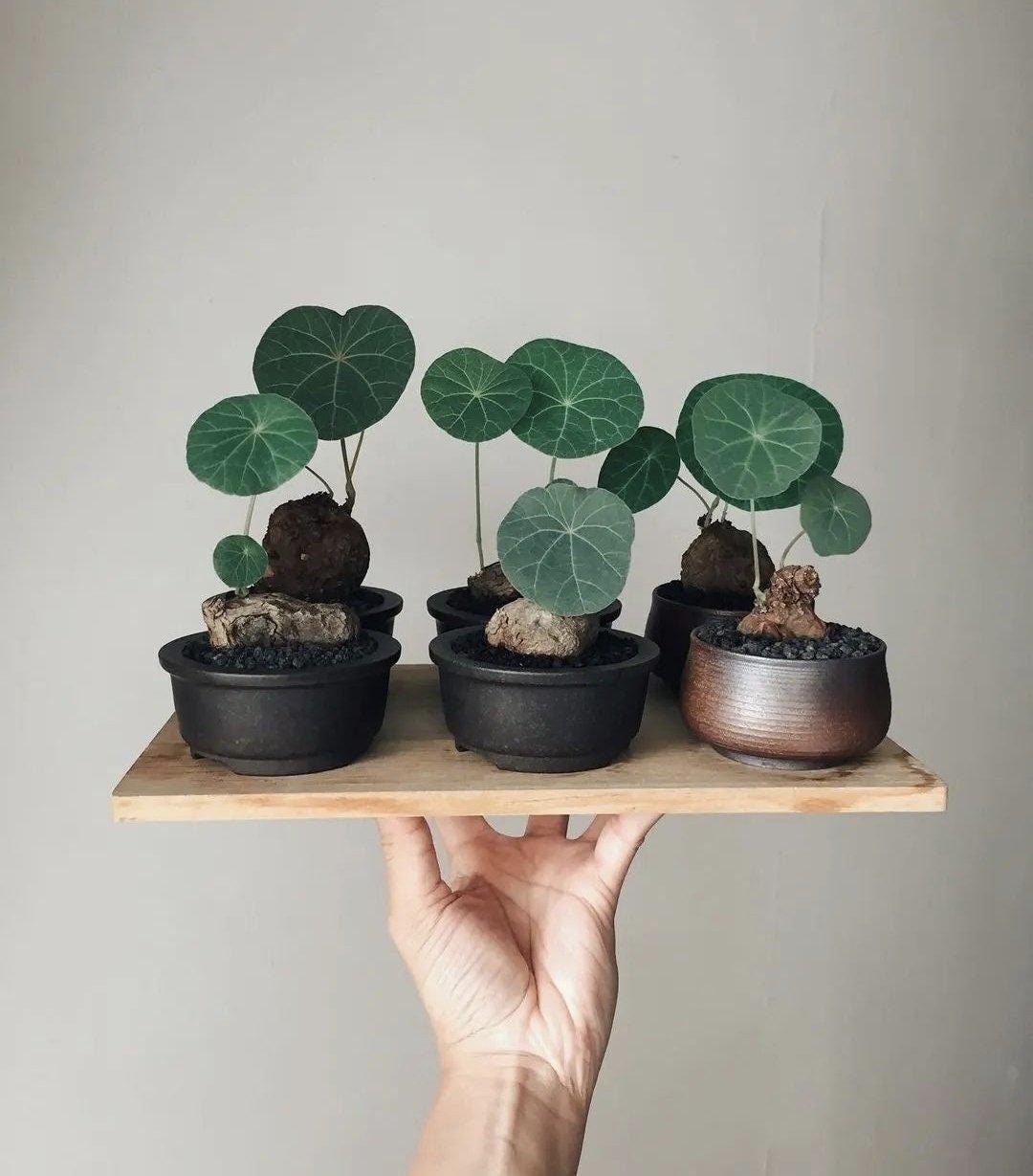 Stephania Erecta  Caudex Plant – Rare Indoor Succulent, Exotic Bonsai Style, Low Maintenance Houseplant