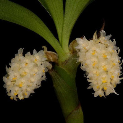 Eria bipunctata Orchid Plant: Mini Terrarium Orchid