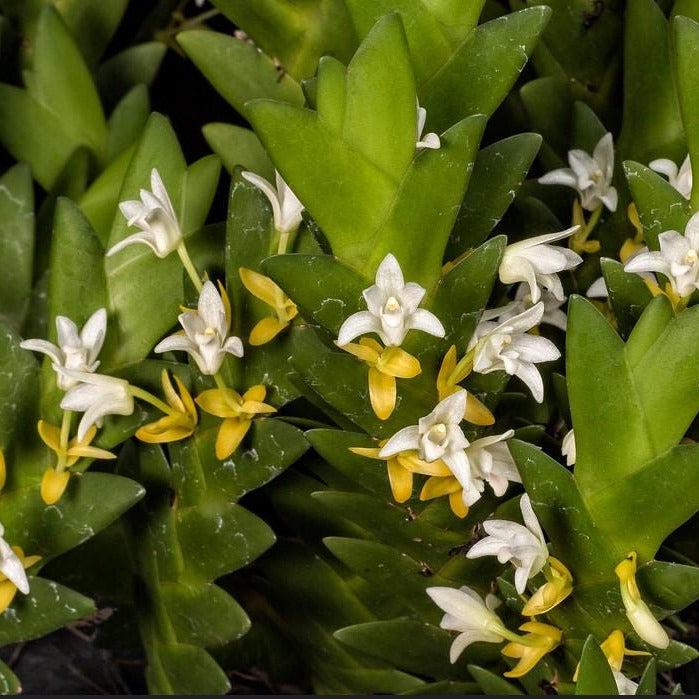 Eria aporoides Orchid Plant - Home Garden Collection - 1.5" Pot