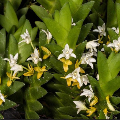 Eria aporoides Orchid Plant - Home Garden Collection - 1.5" Pot