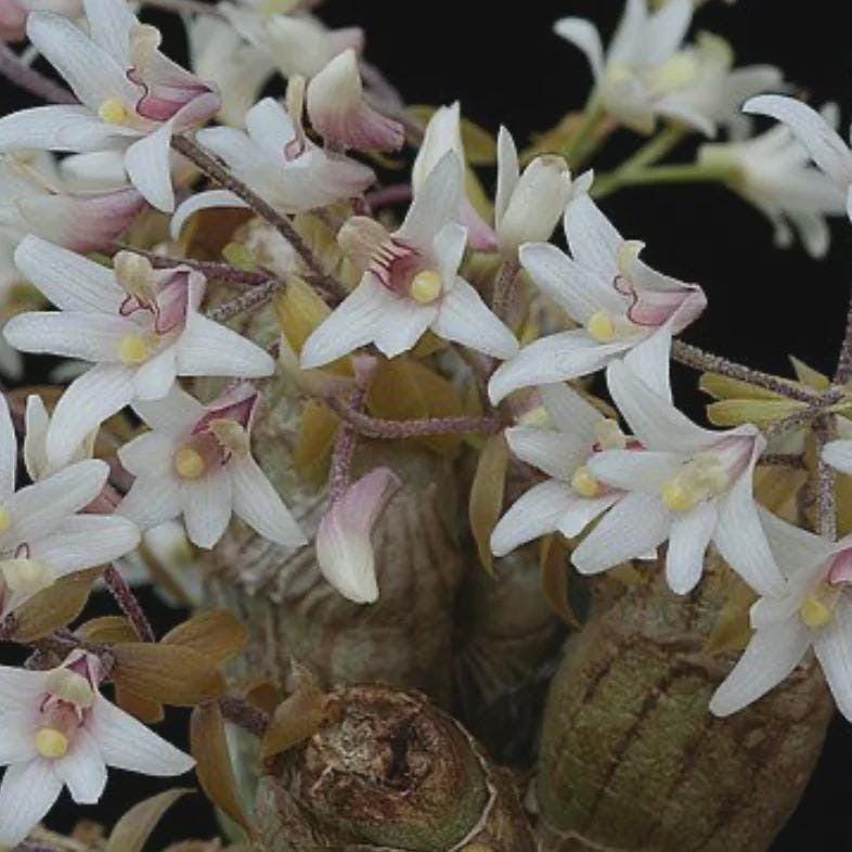 orchid Eria obesa 1 plant orchid home garden collection