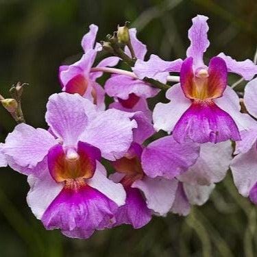 Orchid Papilionanthe teres (Vanda) 2 root cutting  orchid for garden decoration