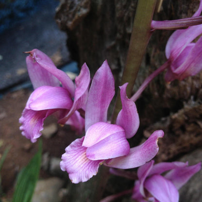 Orchid Eulophia spectabilis Pink 2 bulb orchid plant home garden collection