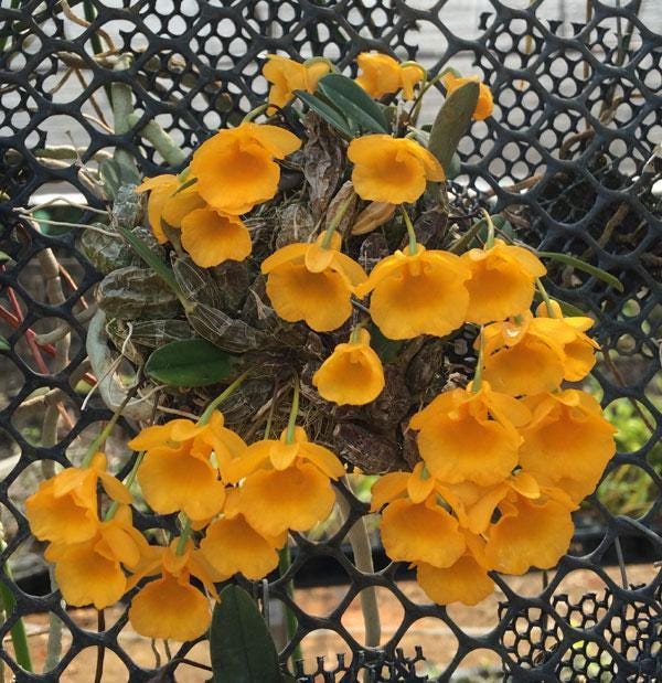 Fragrant Dendrobium jenkinsii Orchid Plant