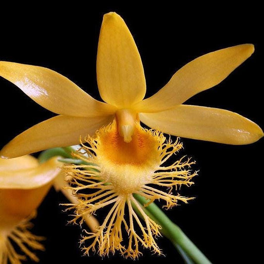 orchid Dendrobium brymerianum 1 plant orchid collection