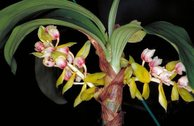 Eria flavescens Orchid Plant - Bloom Size - Home & Garden Decor