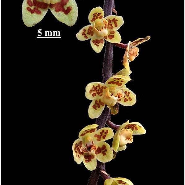 Chiloschista gelephuensis 1 Plant rare orchid species leafless |Asian ghost orchid