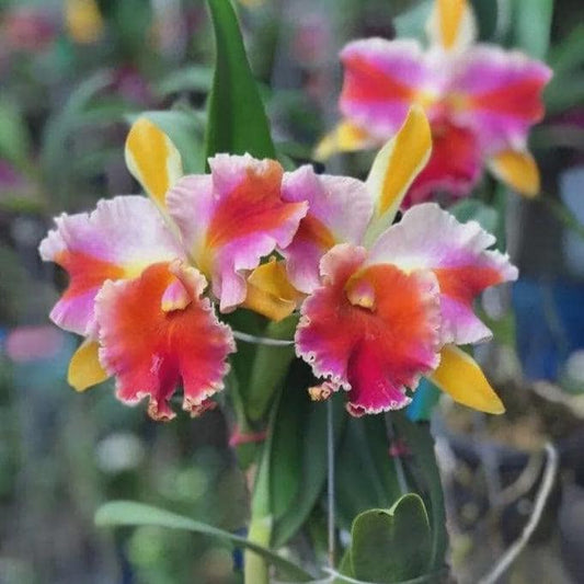 Rlc. Amazing Thailand (Rlc. Haadyai Delight x C. Brazilian Treasure) 1 plant  Cattleya orchid plant for home garden collection