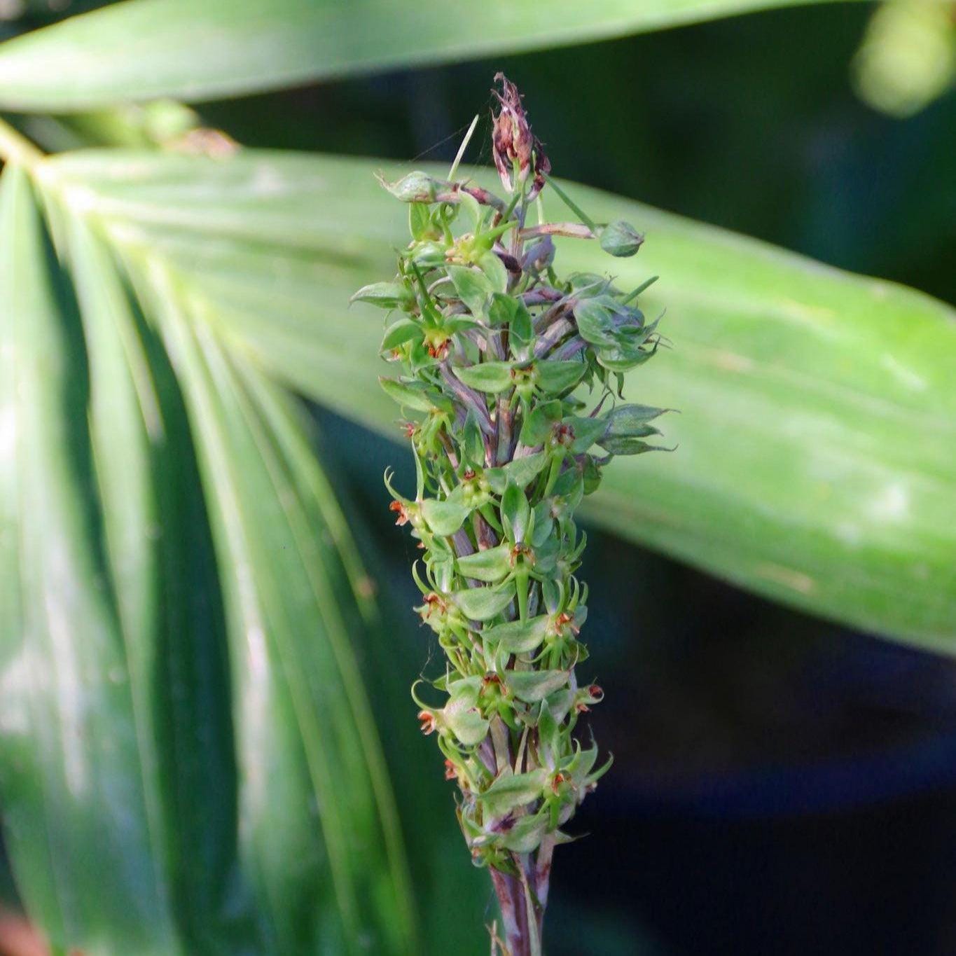 Orchid Habenaria stenopetala 2 tuber for gardens, and rare orchid collection