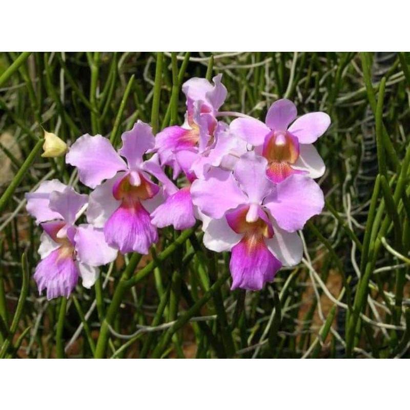 Orchid Papilionanthe teres (Vanda) 2 root cutting  orchid for garden decoration