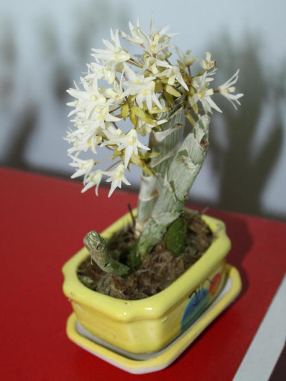 orchid Eria obesa 1 plant orchid home garden collection