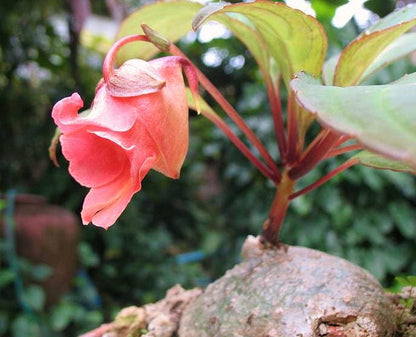 Impatiens phenklaii – Exotic Thai Wildflower, Unique Pink Orchid-Like Blooms Rare caudiciform plants Bonsai