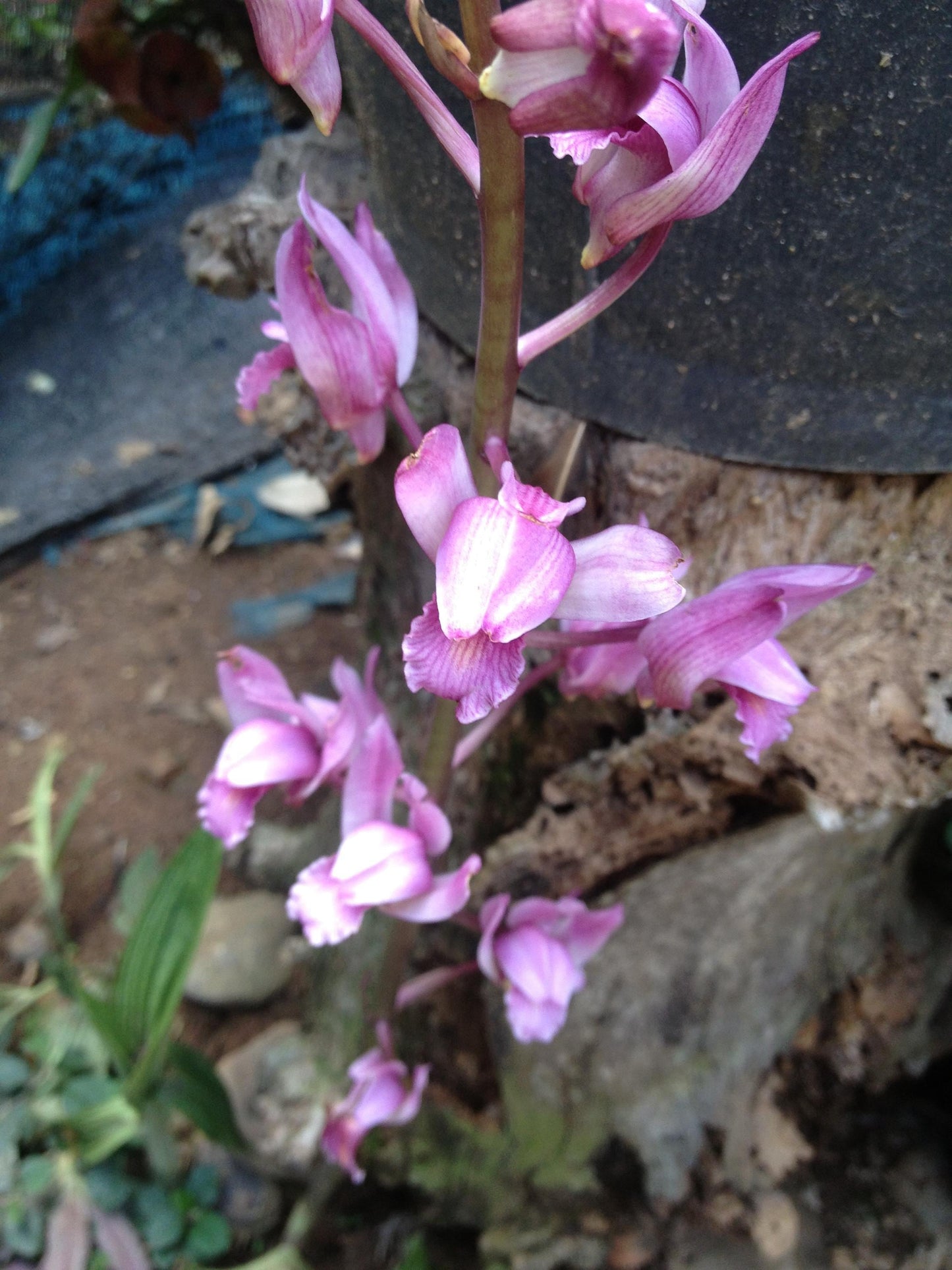 Orchid Eulophia spectabilis Pink 2 bulb orchid plant home garden collection