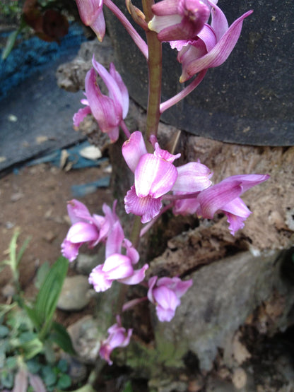 Orchid Eulophia spectabilis Pink 2 bulb orchid plant home garden collection