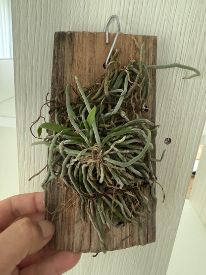 Chiloschista gelephuensis 1 Plant rare orchid species leafless |Asian ghost orchid