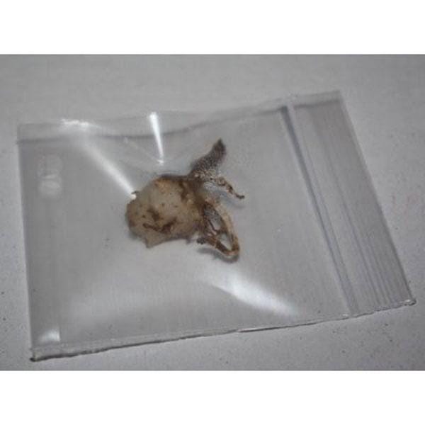 Orchid Nervilia plicata (black) 2 bulb orchid plant home garden collection